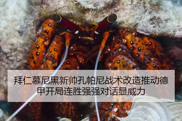 拜仁慕尼黑新帅孔帕尼战术改造推动德甲开局连胜强强对话显威力
